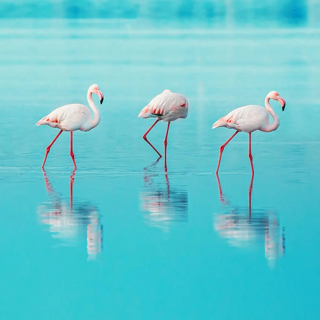 Drie Flamingo’s in het Water
